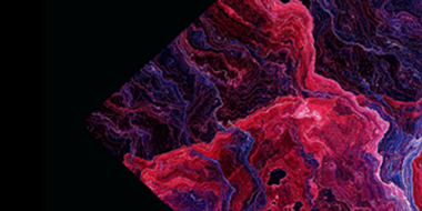 Fixed Income Insights