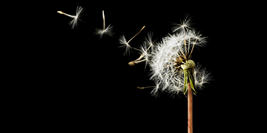 Fixed Income Insights